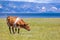 Cow grazing on the picturesque meadow