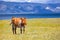 Cow grazing on the picturesque meadow