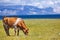 Cow grazing on the picturesque meadow