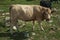 Cow grazing on poor pasture filled with stones