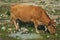 Cow grazing on poor pasture filled with stones