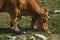 Cow grazing on poor pasture filled with stones