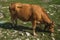 Cow grazing on poor pasture filled with stones