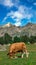 Cow grazing in a spectacular and wonderful green landscape full of grass and mountains, some snow-capped, in the background with a