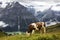 Cow grazing Swiss Alps