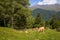 A cow in the green countryside in the mountain , Europe, France, Occitanie, Hautes-Pyrenees, in summer on a sunny day