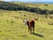 Cow on a green field in a sunny day, Tawharanui Regional Park, New Zealand