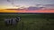 Cow green field sunset