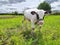 Cow on a green meadow. A young calf on a green field in the countryside. Cow in the countryside outdoors. White and black calf.