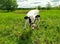 Cow on a green meadow. A young calf on a green field in the countryside. Pasture for cattle. Cow in the countryside outdoors.