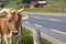 Cow in green pasturage