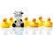 Cow in a group of yellow rubber ducks