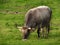 Cow on hare krishna farm, indian breed on the pasture