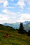 A cow having laze and enjoying the view in the Swiss Alps