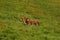 A cow having laze in the grass in the Swiss Alps