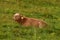 A cow having laze in the grass in the Swiss Alps