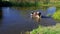 Cow having water treatment in summer Ukrainian river Merla