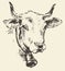 Cow head with bell dutch cattle breed drawn sketch