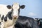 Cow head,  black and white, head shy looking, pink nose, in front of a blue sky