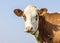 Cow head, a cute and calm red bovine, eye patches, fleckvieh, friendly expression, adorable