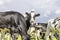 Cow head in the middle of a group of cows, dairy black and white milker looking up and a blue sky