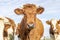 Cow head red horned with black nose and calm friendly expression walking in a herd of cows and blue background