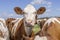 Cow head red and white, friendly standing amidst other cows, calm and serene, amidst a group of cows