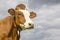 Cow head red and white, pink nose, blue stormy sky, portrait of a cute dreamy red bovine, white blaze