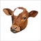 Cow head vector nature bull