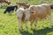 Cow with her calf grazing on Alpine pasture