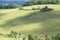 Cow her grazing organic, countryside, mountain, rural landscape in the summer