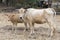 Cow and her kid stand on field