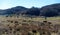 Cow herd on the field. Cattles at pasture, Winter sunny day