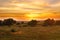 Cow herd grazes in meadow at sunset