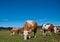 Cow herd grazing on summer field