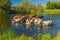 Cow herd having water treatment in summer river