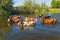 Cow herd having water treatment in Ukrainian river Merla