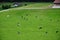 Cow herd on hills near Gruyeres, Switzerland