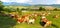 Cow herd on the meadow with feelds in the background. Liptov panorama - Low Tatras Nizke Tatry and Liptovkska Mara