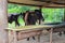 Cow herd of milk eating on confinement in countryside farm