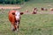 Cow herd in a mountain village, Carinthia, Austria