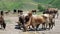 Cow herd in the mountains. cows drink water on the background of beautiful mountains in the clouds