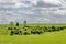 Cow herd pasture in spring time at meadow, Zavet town