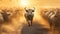 Cow Herd Running Through Dust With A Shark In The Foreground