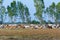 Cow herd walk on rural road, To return to the farm