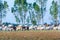 Cow herd walk on rural road, To return to the farm