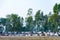 Cow herd walk on rural road, To return to the farm