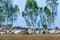 Cow herd walk on rural road, To return to the farm