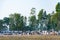 Cow herd walk on rural road, To return to the farm