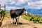 Cow on high mountain Carpatian meadow